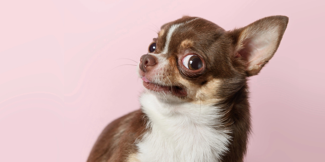 Почему одних людей собаки любят, а других – сторонятся и даже боятся?