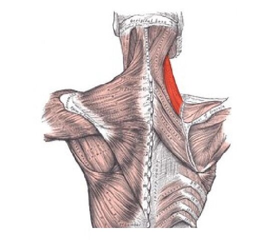 Мышца поднимающая лопатку триггерные точки