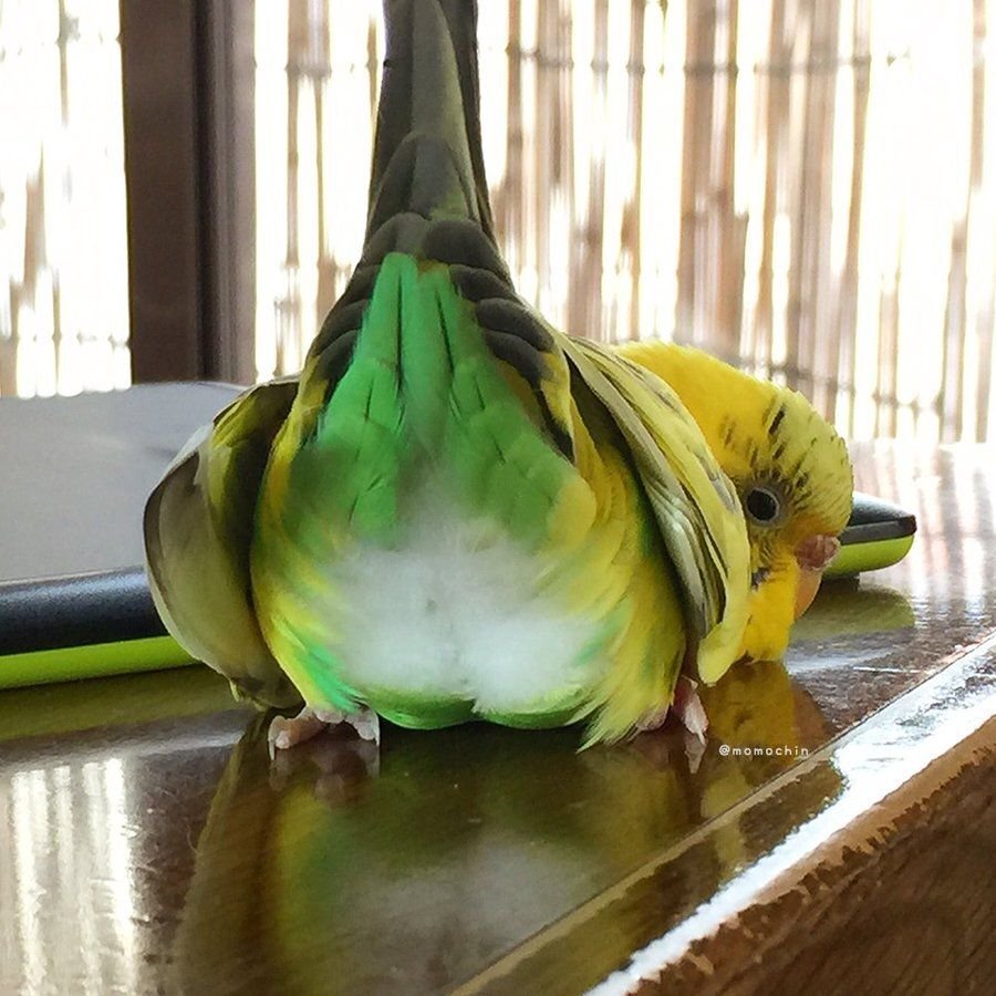 Готовсь! Целься! Пли! (Фото из Интернета)