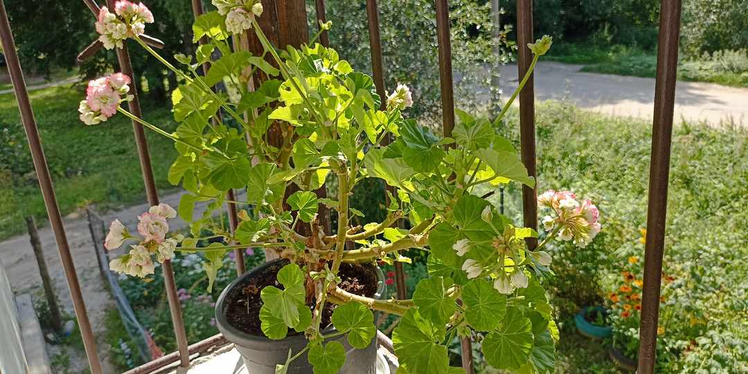 Увидела и ахнула: с моей любимой пеларгонией на балконе случилась какая-то беда. Такого ещё не видела. Перехвалила!