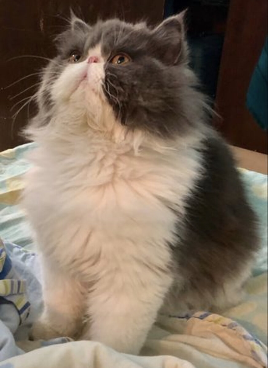 Персидская кошка