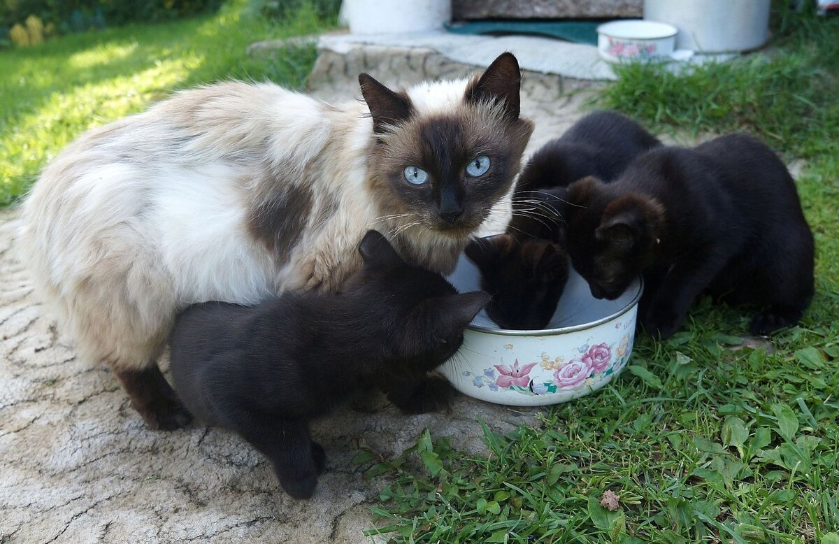 Сколько лет котятся кошки. Сколько лет котятся кошки