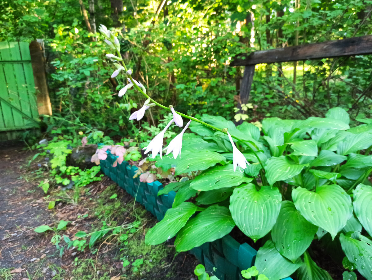 Хоста в очень затенённом месте. Солнце бывает только ранним утром буквально минут 15. Цветёт, разрастается! 