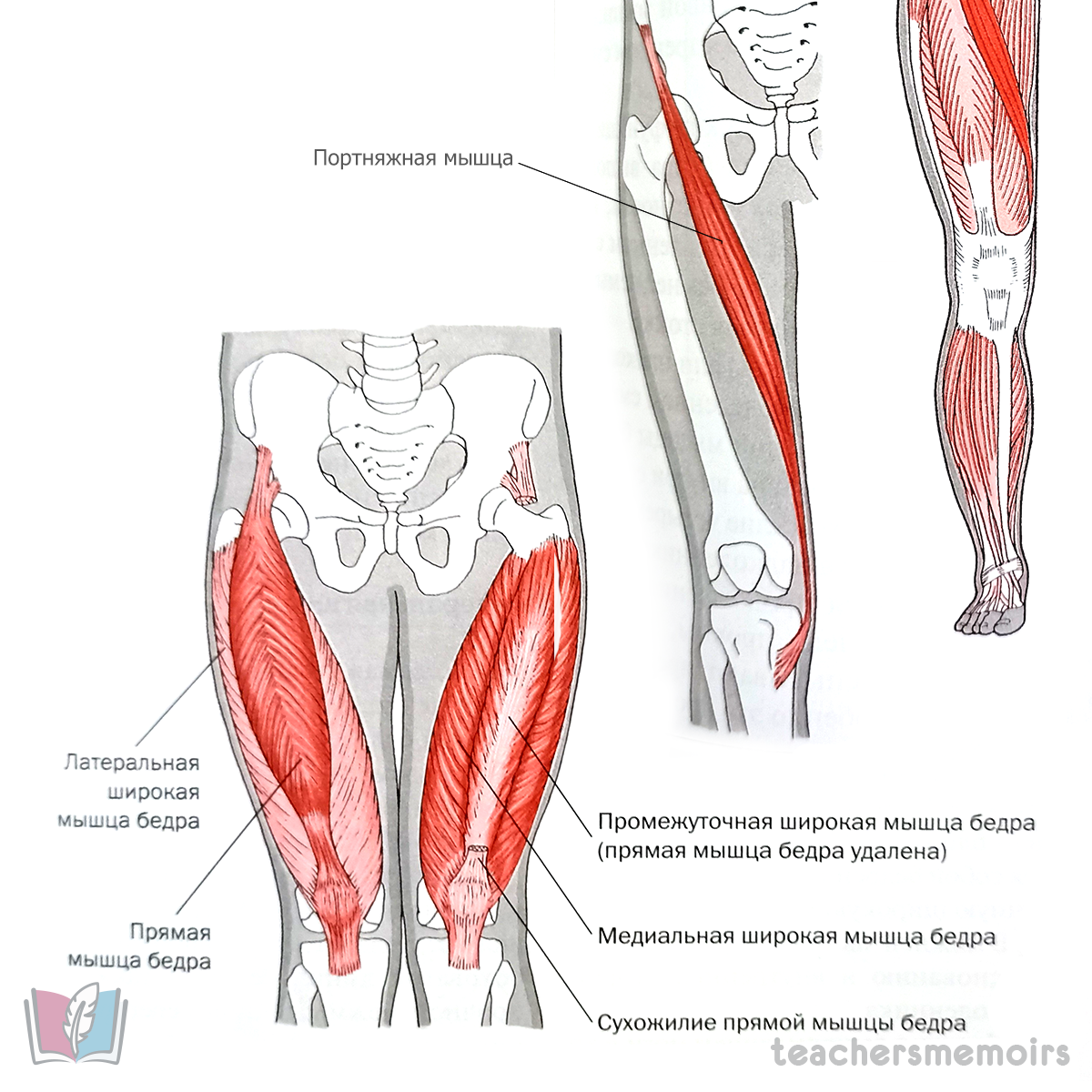 Сгибатели бедра анатомия