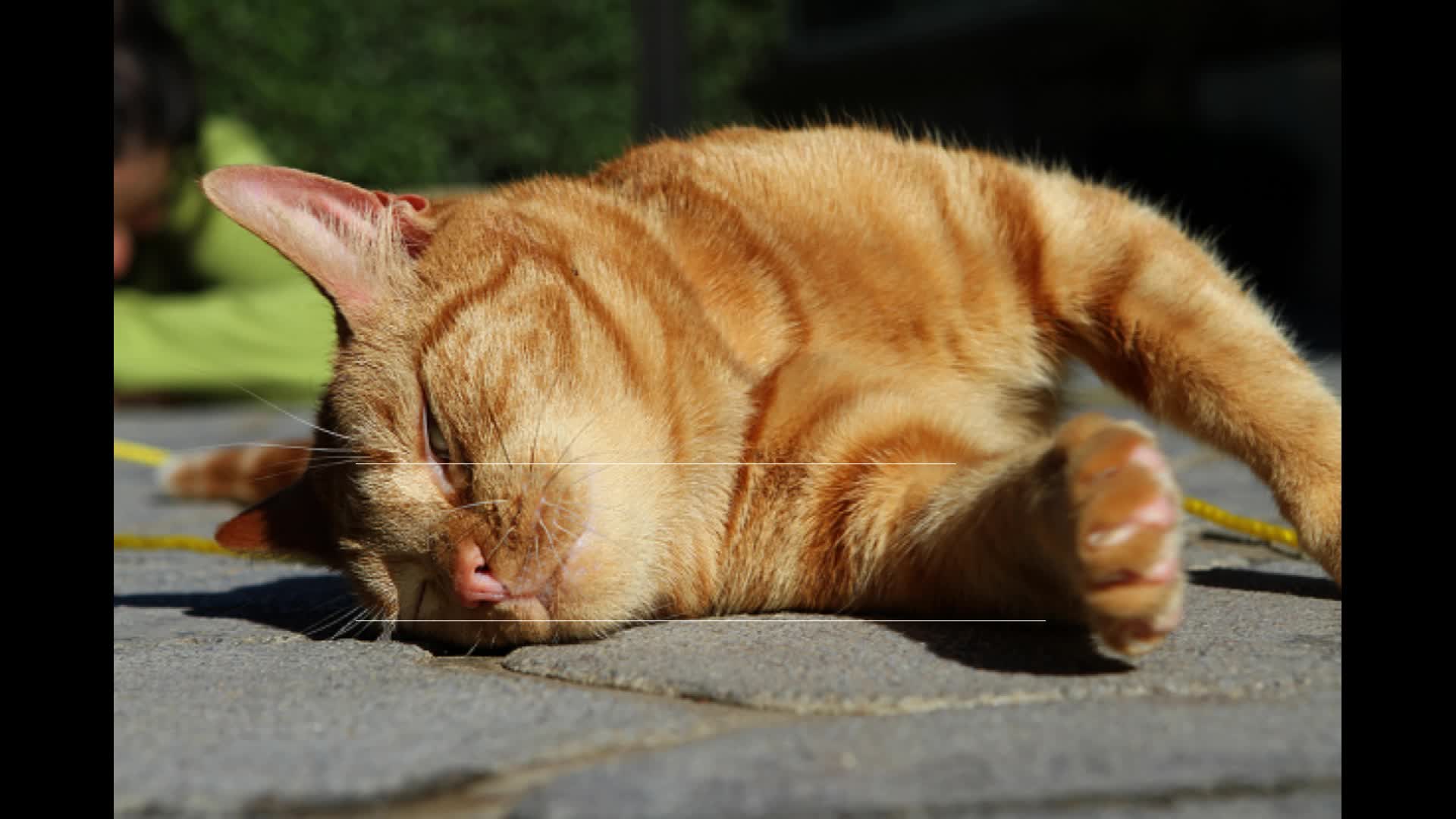 Как помочь кошке в жару: как понять, что кошке жарко. Как помочь кошке  пережить жару. Чем опасна жара для кошек | Все про кошек | Дзен