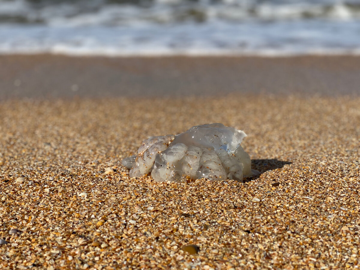 кто живет в азовском море