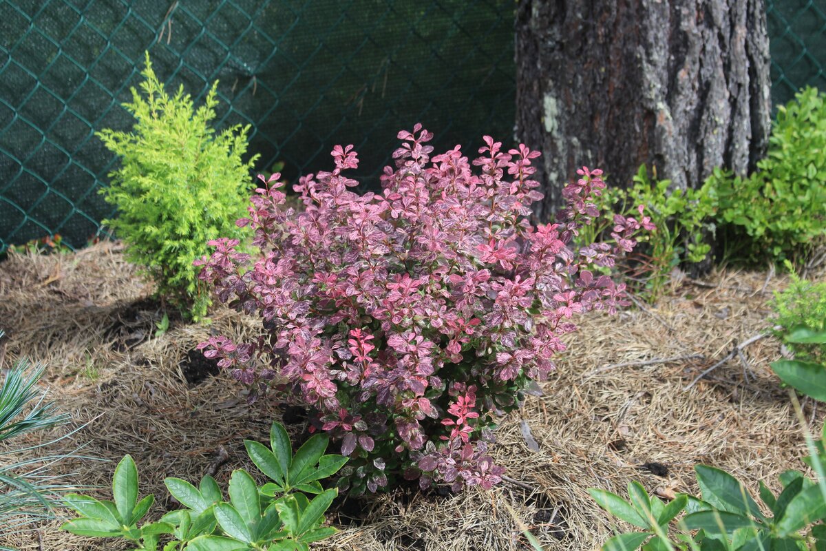 В нашем саду