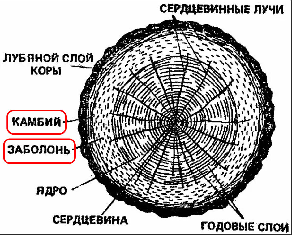 Сердцевина это в биологии. Поперечный срез ствола дерева. Поперечный срез стебля дуба. Строение ствола на поперечном разрезе. Спил ствола дерева строение.