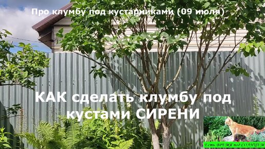 СИРЕНЬ ТЕПЕРЬ И НА КЛУМБЕ!!! Клумба под кустами сирени — такое возможно только если так сформировать кустарники