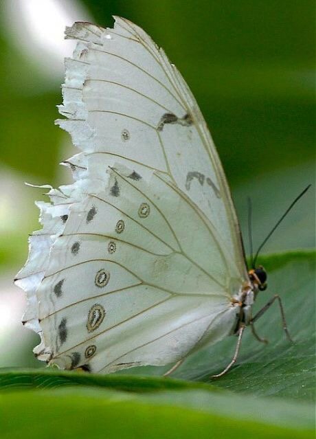 Символ легкой трансформации 🦋