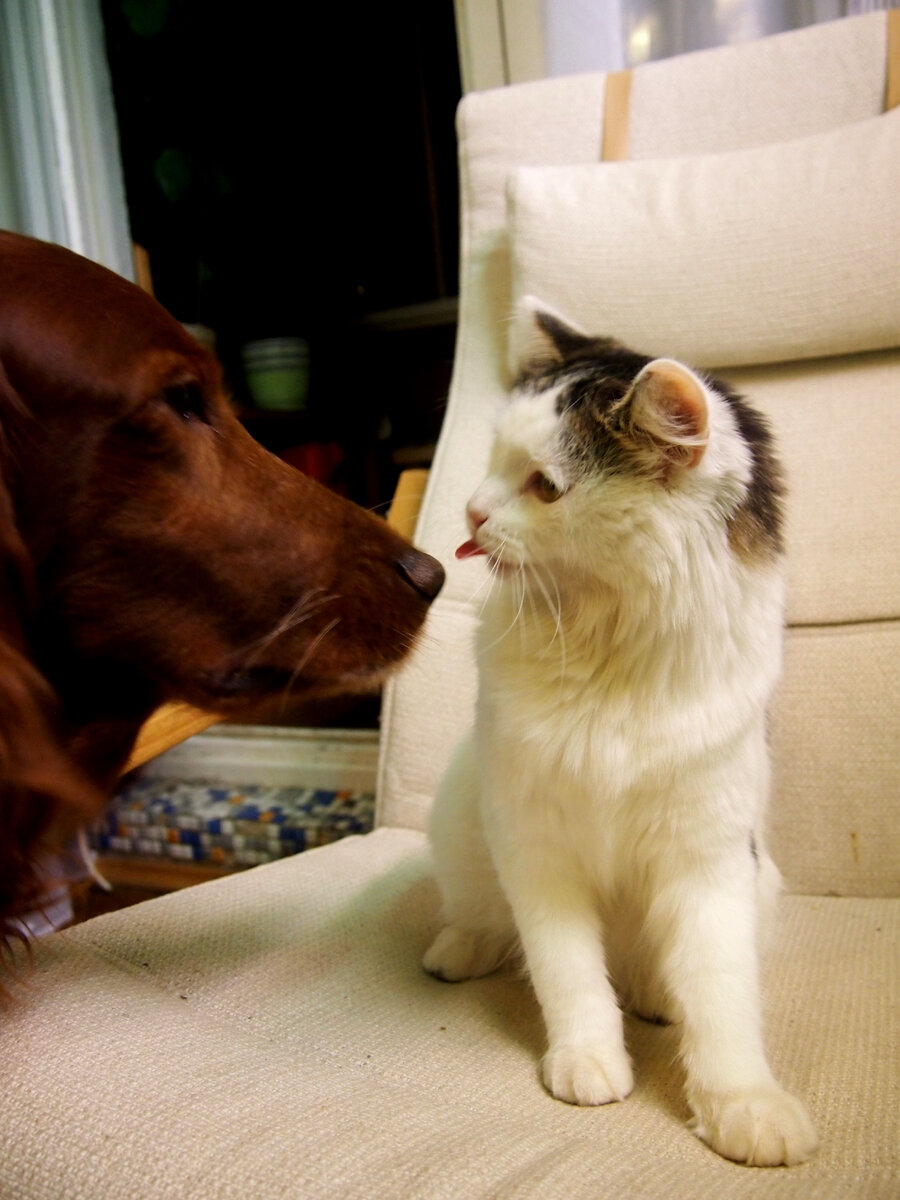 Наши кот и собака