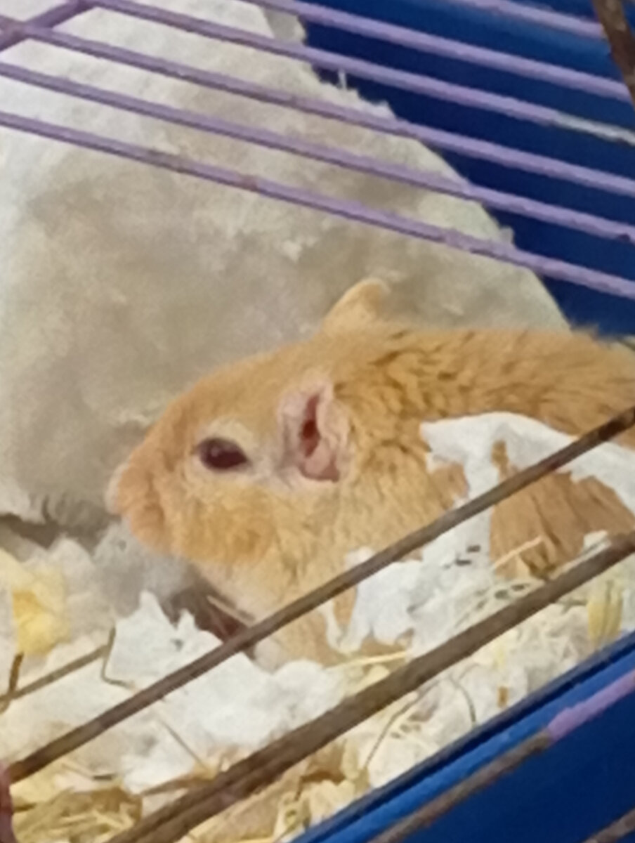 Мама-песчанка