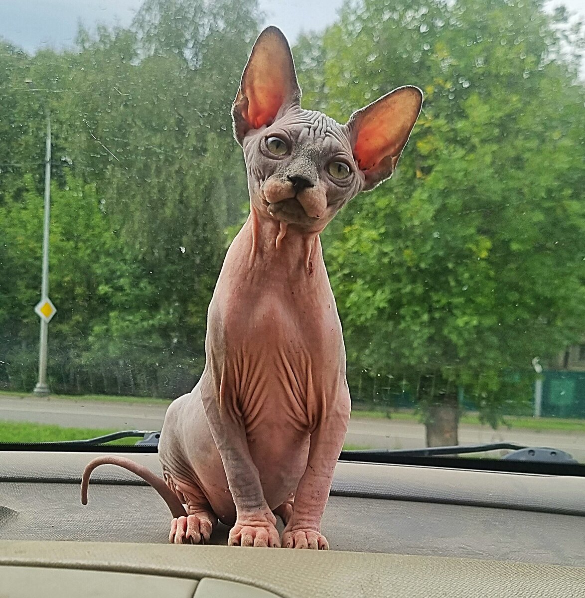 Котенок рожденный в Серпуховском питомнике кошек ЧАЛИКСОН