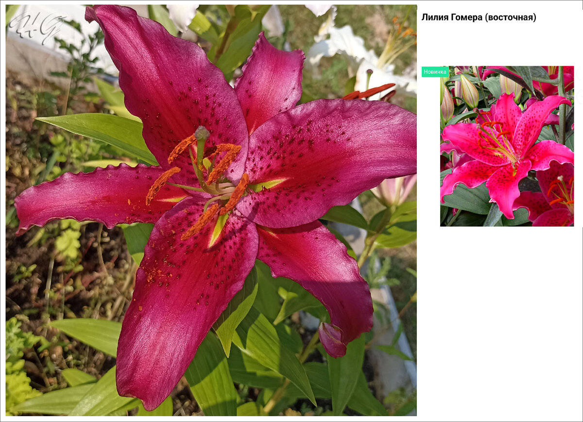 Может при другом освещении будет как на картинке с  сайта