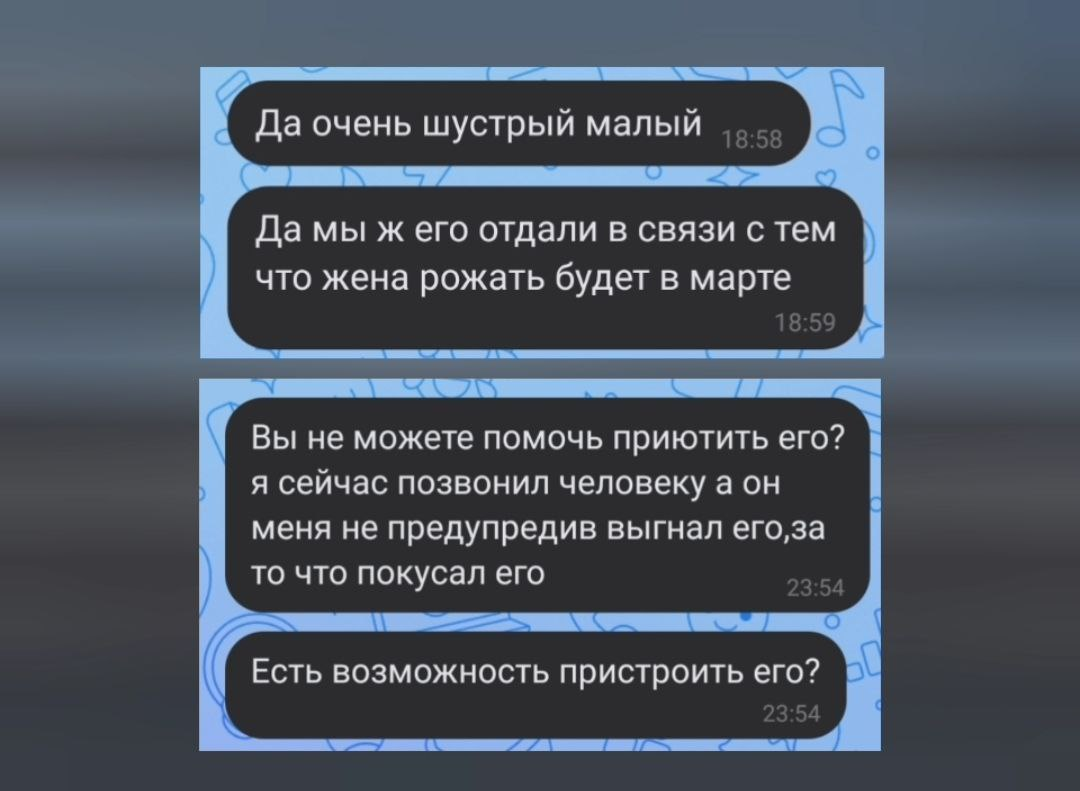 Трижды предали стаффа 😮 История Дэни... | Пристройство собак и про жизнь с  ними | Дзен