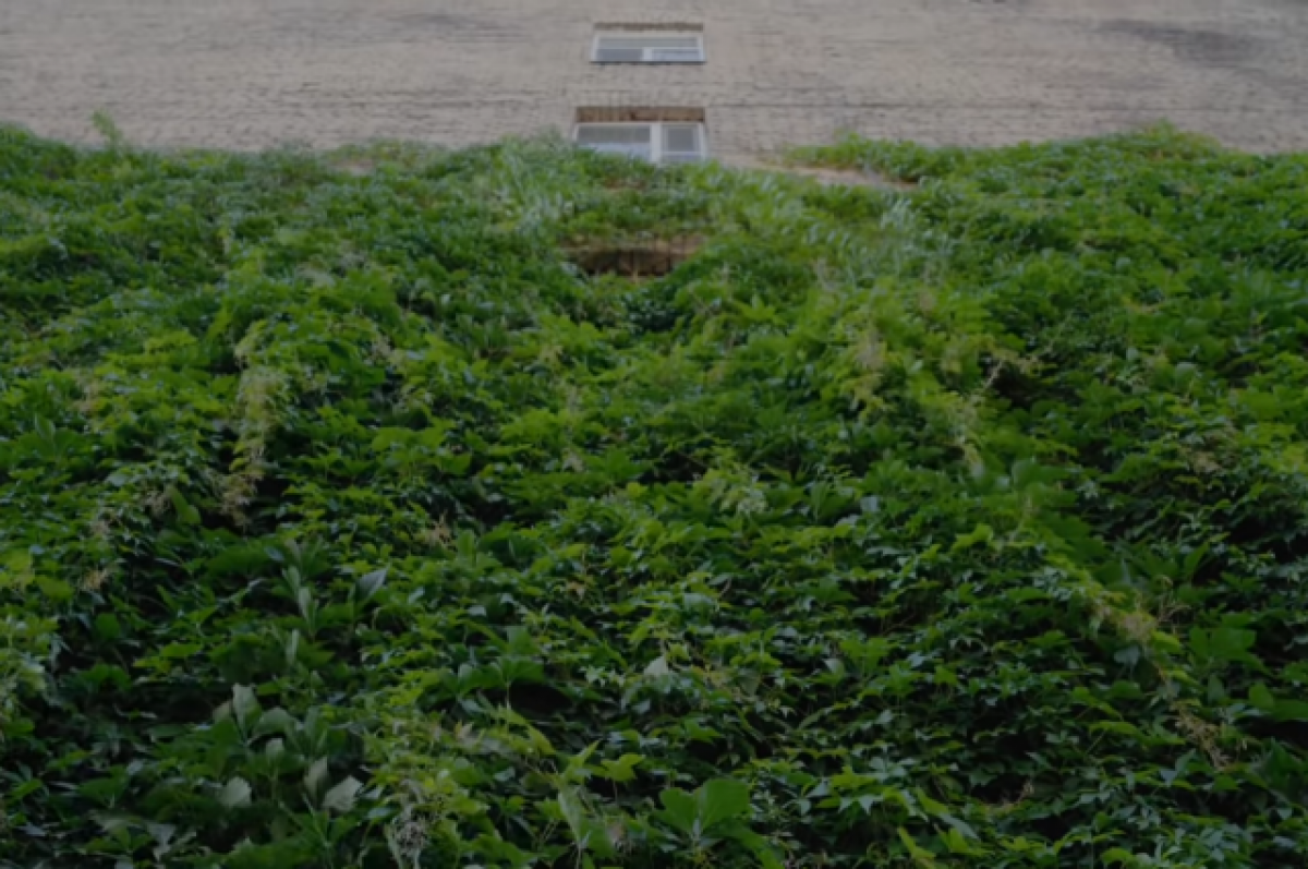    В Сочи поспел «девичий виноград», устойчивый к засухам и морозам