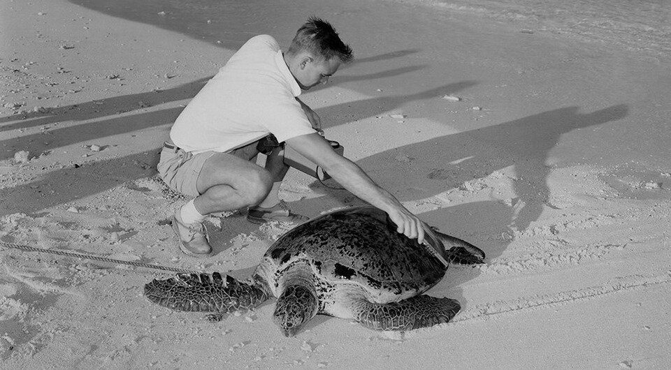 Исследователь измеряет радиоактивность панциря зеленой черепахи (Chelonia mydas) с помощью счетчика Гейгера. Снимок сделан в 1957 году, вероятно, на атолле Эниветок, Маршалловы острова.