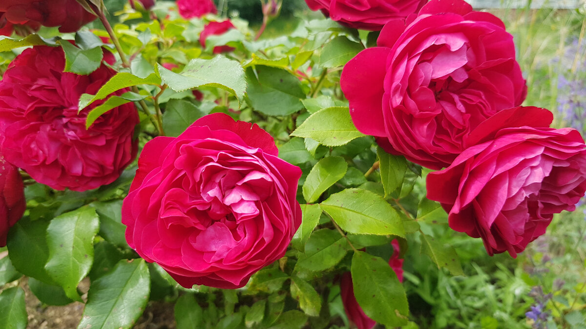 Роза флорибунда "Leonardo da Vinci" (Red)