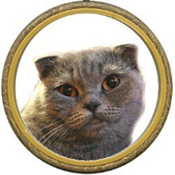 Шотландская вислоухая кошка: характер, особенности содержания / Оффтопик / iXBT Live