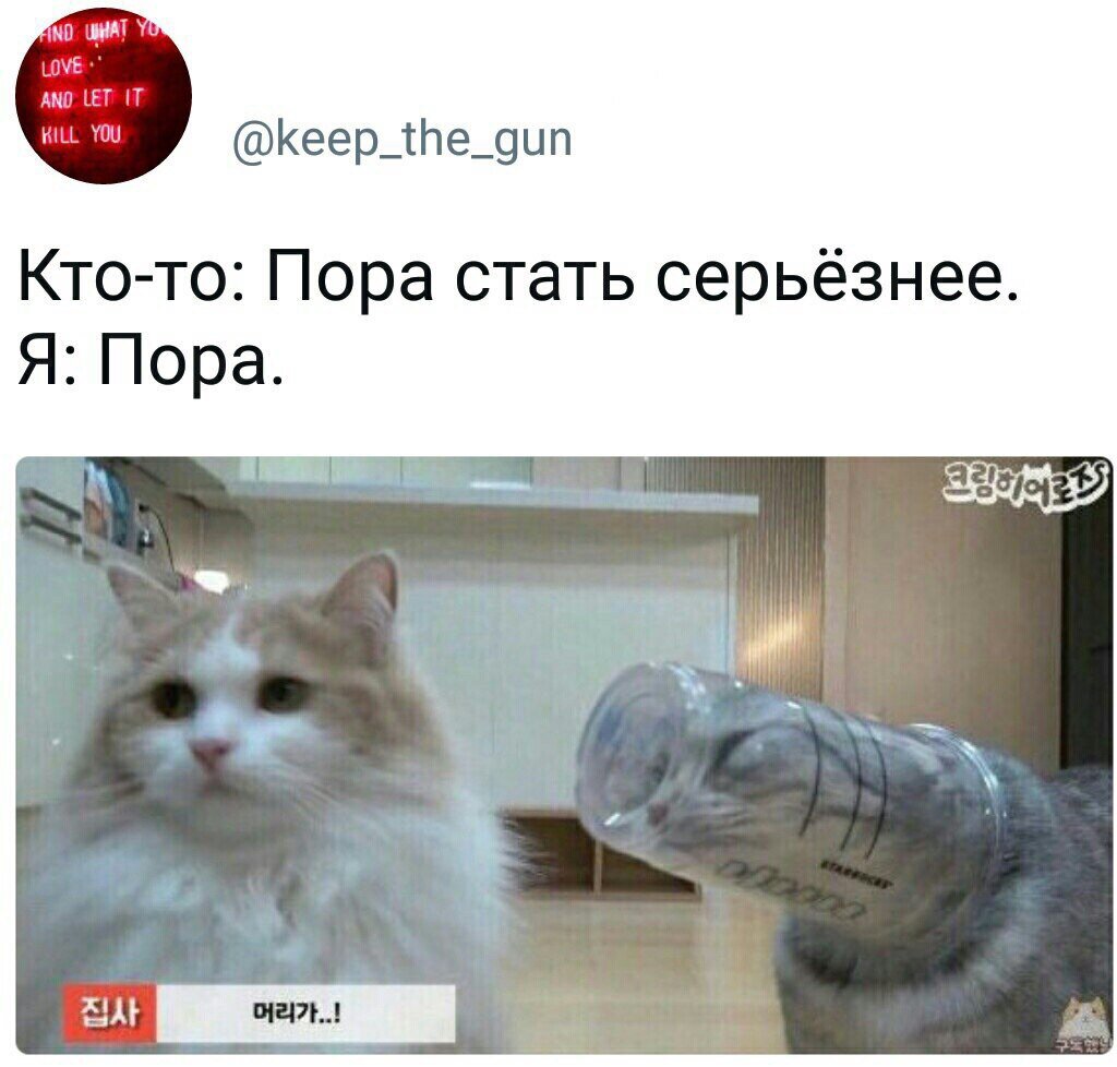 Кот в стакане Мем