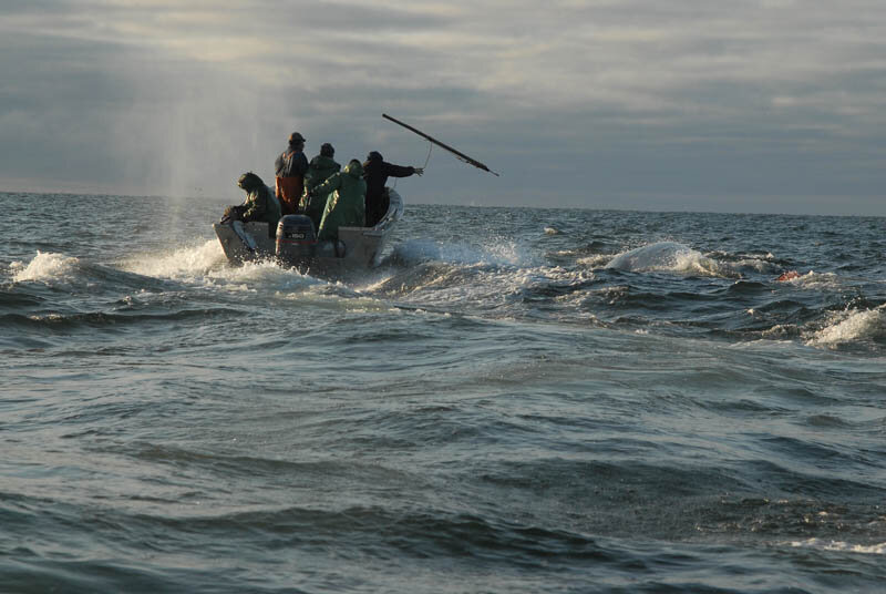 Фото Андрея Шапрана (публикуется с разрешения автора), который много раз выходил с чукотскими китобоями в море. Другое уникальное фото Андрея и рассказ про охоту— в свежем номере журнала, где я работаю.