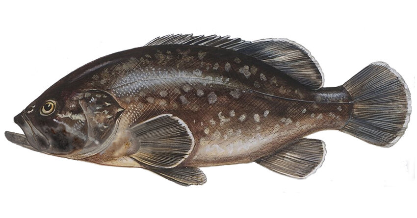 Epinephelus marginatus