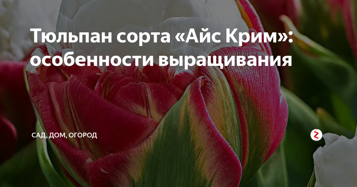 Тюльпан сорта «Айс Крим»: особенности выращивания | Сад, дом, огород | Дзен
