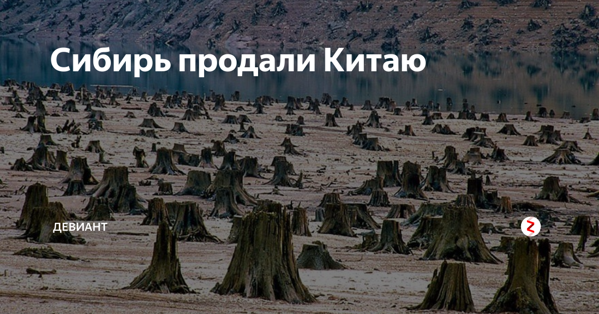 Сибирь станет китаем. Сибирь продали Китаю. Сибирь отдана Китаю. Сибирь продана. Китайцам продали Сибирь.