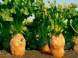 Кормовая свекла достаточно требовательна к составу почвы. На песчаных, глинистых и тяжелых почвах она растет плохо и дает минимальный урожай. Для свеклы самым оптимальным вариантом являются почвы, богатые черноземом. Реакция должна быть нейтральной или слабокислой. На кислой и заболоченной почве свекла не растет.