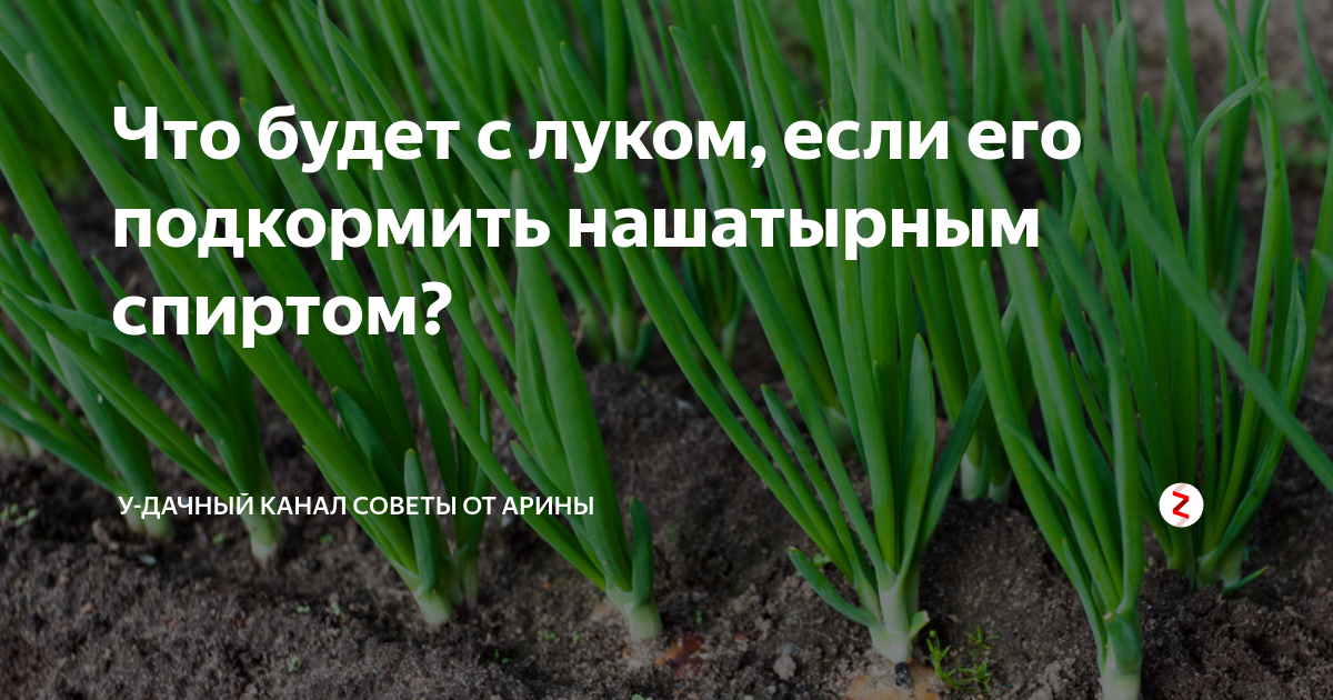 Чем можно подкормить лук в июне. Лук полив нашатырем