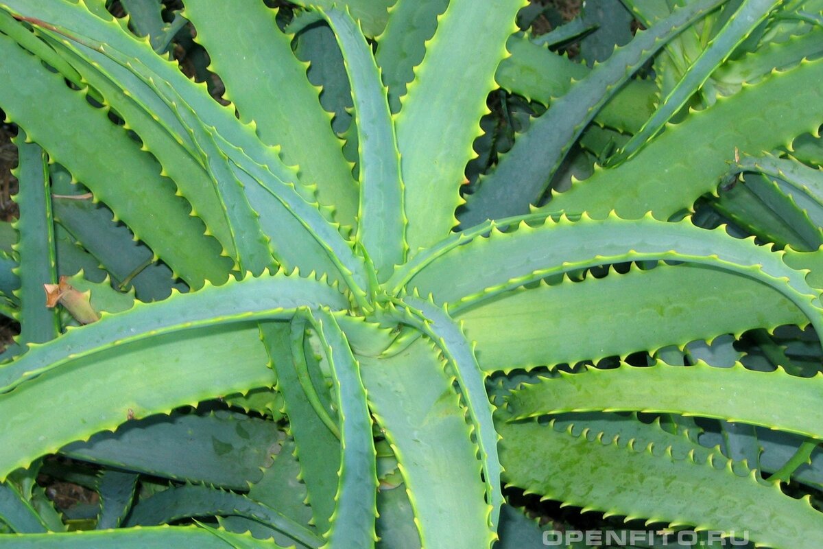 Русское алоэ. Алоэ древовидное столетник. Алоэ древовидное (Aloe arborescens). Алоэ сильноветвистое.