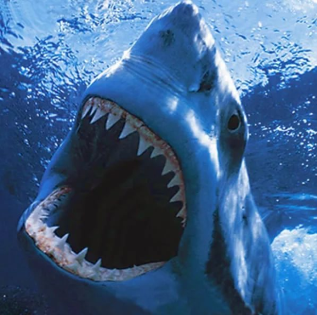 Фото: просторы интернета