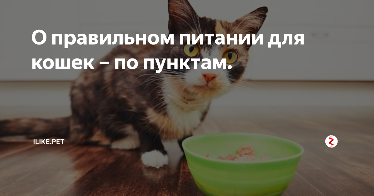 О правильном питании для кошек – по пунктам. | ZOO CHANNEL | Дзен