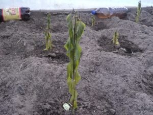 Первый из них является наиболее простым. Суть метода заключается в том, что замершие перчики опрыскиваются водой. Здесь следует выделить несколько очень важных моментов. Во-первых, вода обязательно должна быть холодной. В ином случае вы лишь усугубите положение высаженных перцев. Во-вторых, такую процедуру нужно успеть сделать до восхода солнца. В противном случае вы можете не добиться желаемого эффекта.