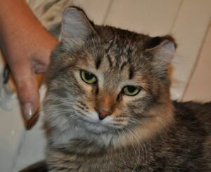 При воздействии холода на любой участок тела кровеносные сосуды сильно сужаются. В связи с этим жидкость, находящаяся в клетках, а также в пространстве между ними, кристаллизуется, стенки сосудов повреждаются, а определенная часть клеток гибнет.