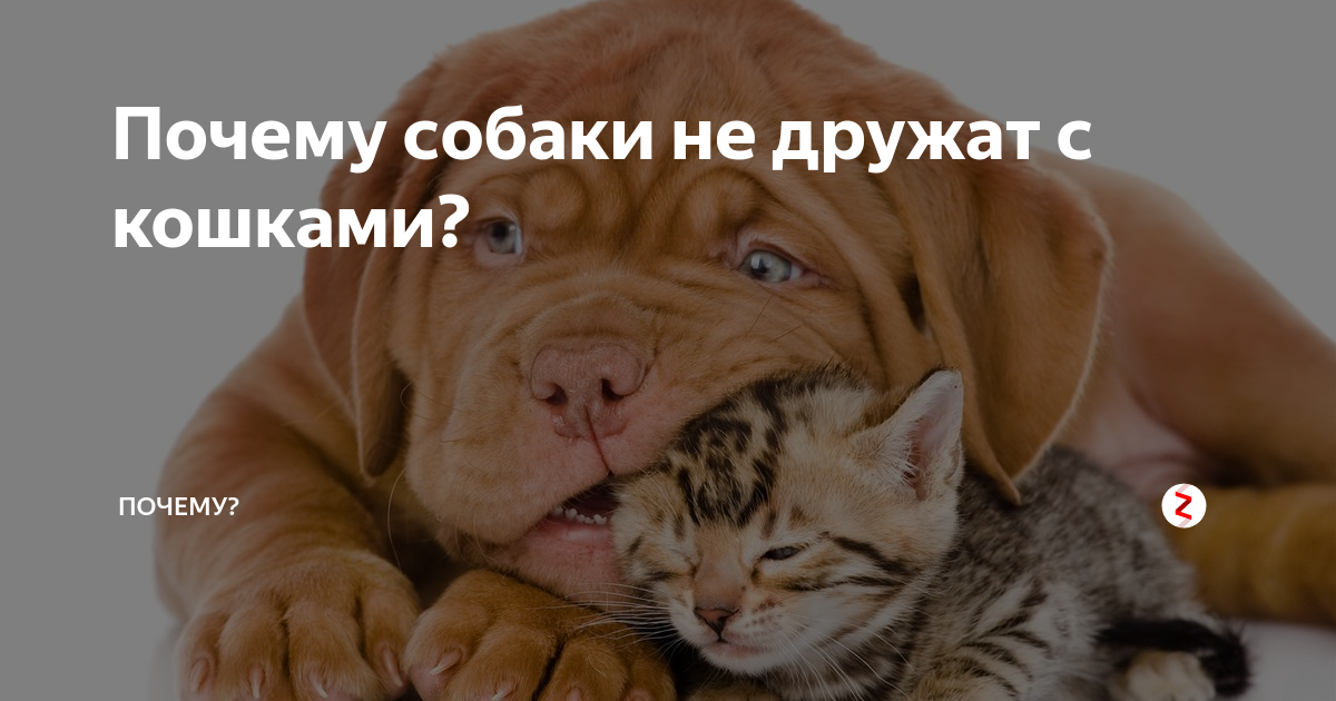 Животные помогают людям. Почему собака дружит с кошкой. Дрессировка собак. Почему собака не дружит с собакой. Животные друзья человека.