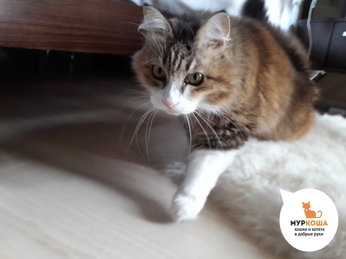 усатые полосатые чебоксары. кошка стерилизованная и домашнюю в хорошие руки отдам в спб. кошка несет котенка. как отучить кота прыгать на спину. котенок поднятый за шкирку.