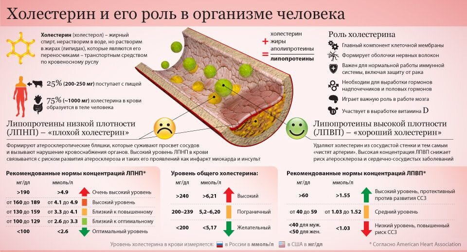 Фото 2. Холестерин играет огромную роль в жизни человека, без него невозможно нормальное существование организма