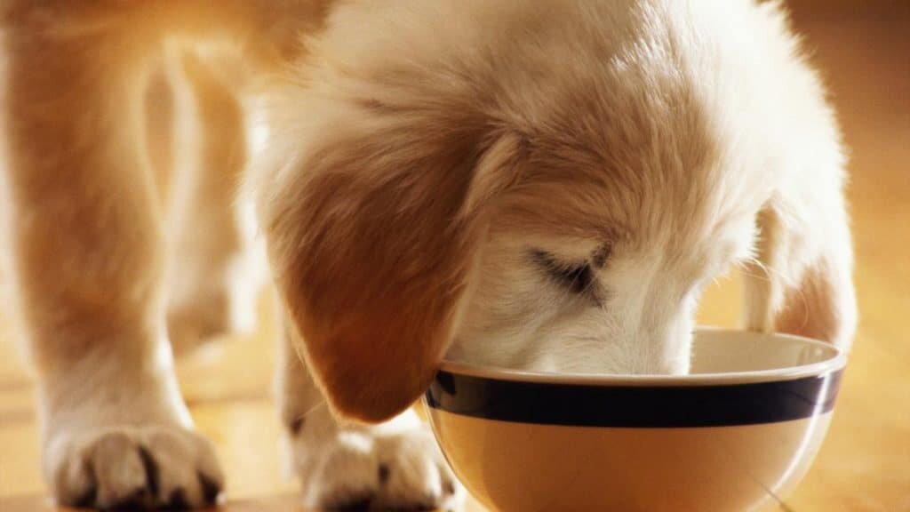 Домашние любимцы никогда не откажутся полакомиться чем-то особенным