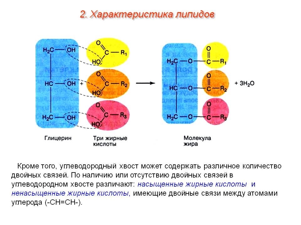 свободно молекула, жир, триглицерид прозрачное изображение