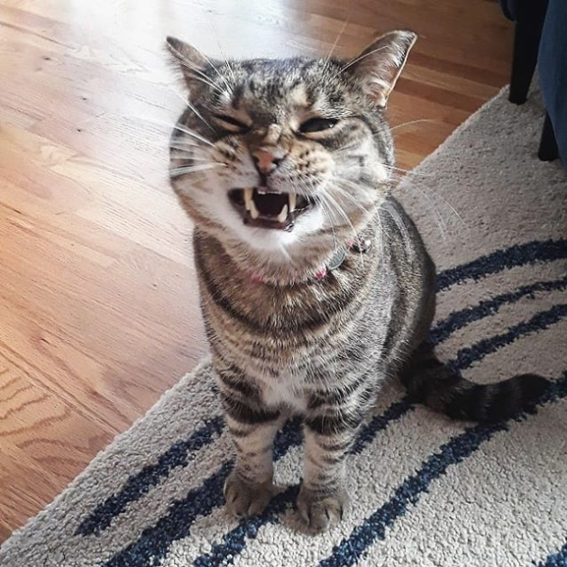 Кот ржет