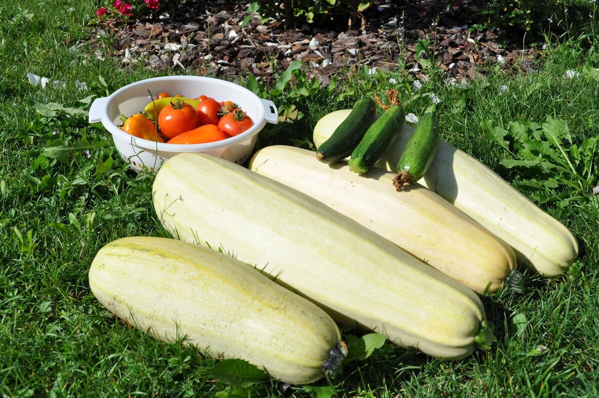 Урожай кабачков