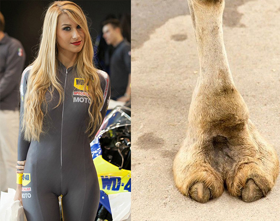 Трусы "верблюжья лапка" (cameltoe)