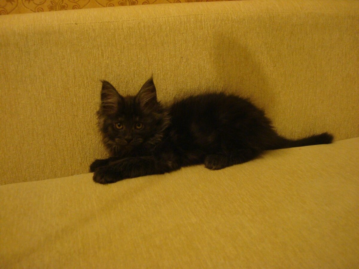 Котёнок Мейн-кун из питомника Adamand-coon