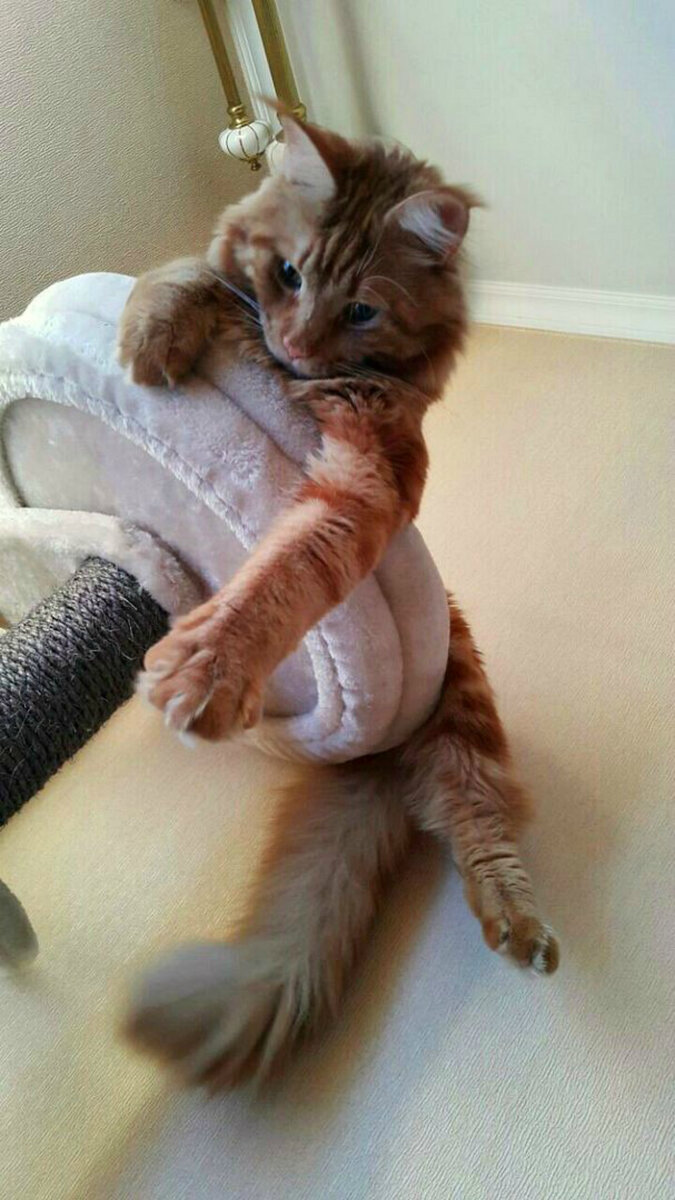 Наш выпускник: Малыш породы Мейн-кун Лёвушка