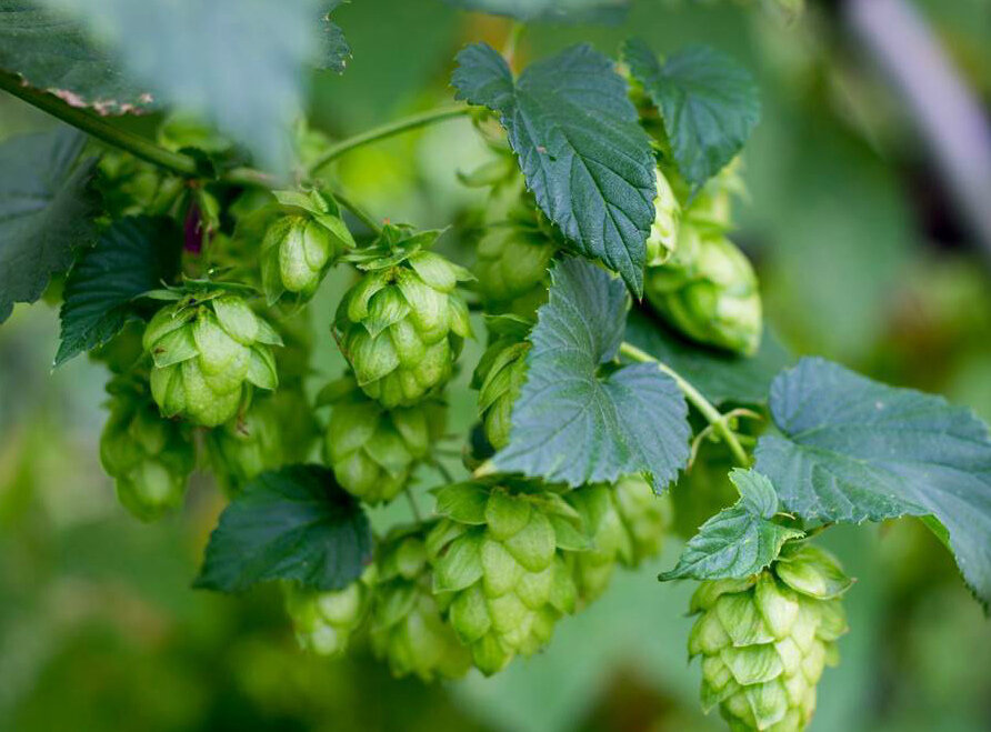 Во многих регионах хмель растет как сорняк, что ж извлечем из него все самое лучшее!