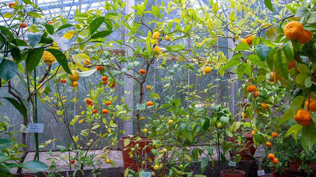 субтропический ботанический сад петра великого. субтропический маршрут в ботаническом саду спб. ботанический сад санкт-петербург субтропики. оранжерея ботанического сада минск. ботанический сад петра великово.