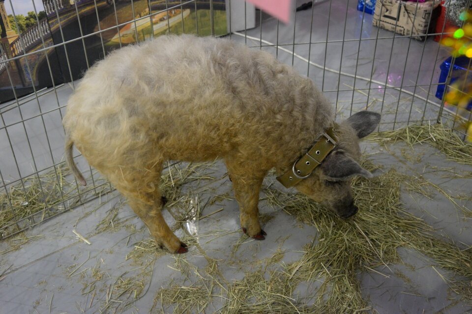  Александр Бейфус / КРАСНЫЙ СЕВЕР