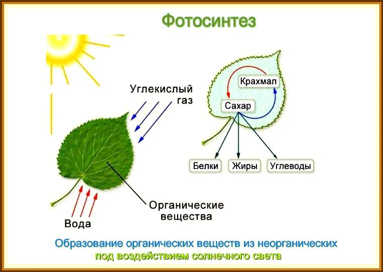 Какой газ поглощает зеленый лист при солнечном свете а какой выделяет подпиши рисунок