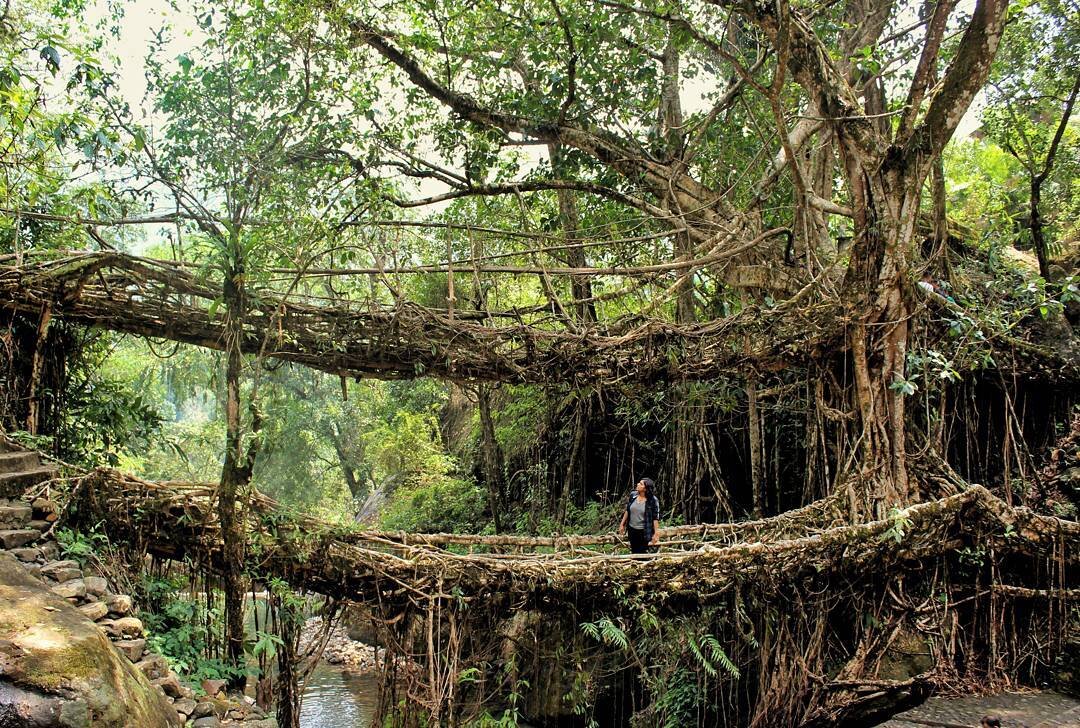 корневые мосты Японии